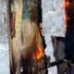 Горящие холсты в сибирском лесу