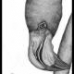 Portrait of A Black Flamingo