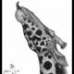 Portrait of a Giraffe