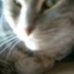 Feline