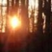 Sunset Through Trees