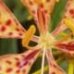miniatuur