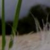 miniatuur