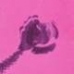 Dragon in Pink