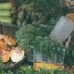 Field, Market, Food Supply - 04