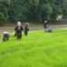 Green Sustainability