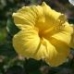 Debbieh Flower