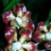 Orchid, Red