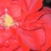 fleur