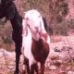 Animal Life