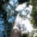 Trees of Life