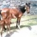 Caballos....