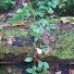 Log-n-Leaves
