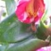 Busy Bee