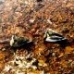a duck on a leave