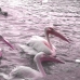 Pink Ducks