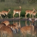 Impala