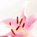 Lily of Hope