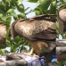 Eagle's Day Out_02
