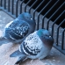 Pigeon