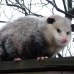 Opossum