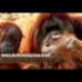 DeforestAction: Project Borneo - by Julie Wynn