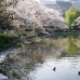 japan: yokohama