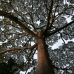 Dipterocarp Tree