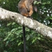 Lumholtz Tree Kangaroo