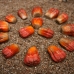 Pandanus Seed