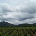palm oil farm