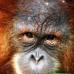 Orangutan