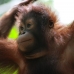 Orangutan we met at Lok Kawi Wildlife Park, Sabah
