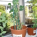 Plants ready to be taken home by the students!
