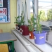 Plants ready to be taken home by the students!