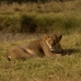 Lioness