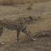 On the prowl