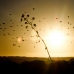 Birds, Tree at sunset