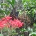 BUTTERFLIES.wmv
