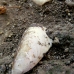 Sea shell