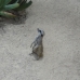 meerkat