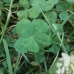five leafs clover