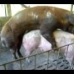 Humans/ Animals