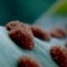 Spores