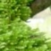 Moss
