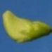 Seim Flowers