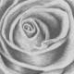 Black&White Rose