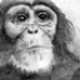 Chimp