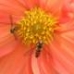 BEEing in the garden!
