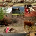 'Peru'sing peruvian animals